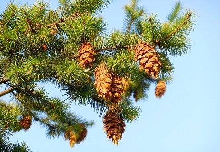 Autumn conifer branch photo