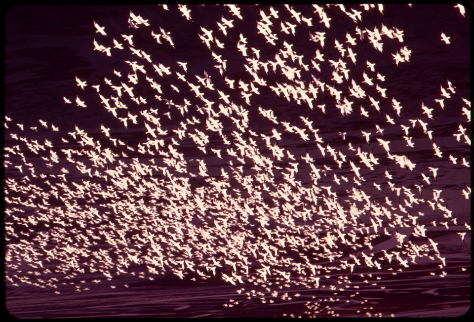 CLOSE-RANKED SNOW GEESE IN FLIGHT OVER STILLAGUAMISH ESTUARY ON PUGET SOUND