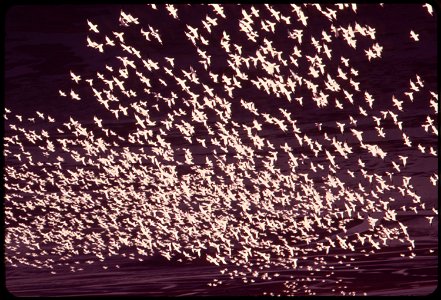 CLOSE-RANKED SNOW GEESE IN FLIGHT OVER STILLAGUAMISH ESTUARY ON PUGET SOUND