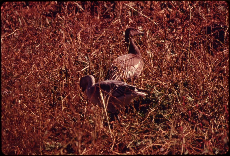FLOCKS OF BLUE GEESE AND SNOW GEESE STOP AT THE SQUAW CREEK NATIONAL WILDLIFE REFUGE NEAR MOUND CITY, MISSOURI, AT THE NORTHWEST CORNER OF THE STATE. THE REFUGE IS APPROXIMATELY 6,000 ACRES IN SIZE AN