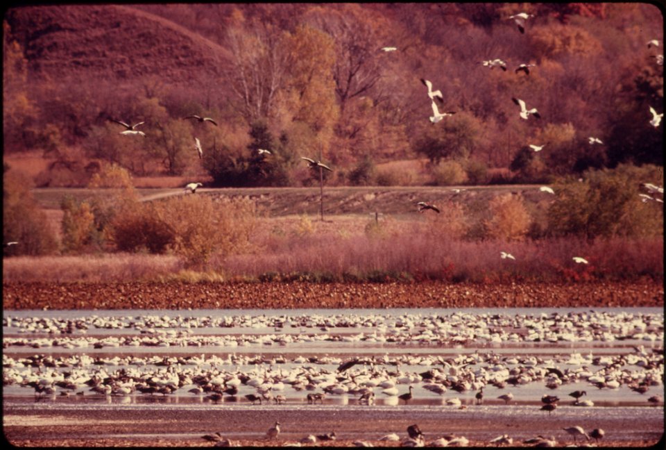 FLOCKS OF BLUE GEESE AND SNOW GEESE STOP AT THE SQUAW CREEK NATIONAL WILDLIFE REFUGE NEAR MOUND CITY, MISSOURI, AT THE EXTREME NORTHWEST CORNER OF THE STATE. THE REFUGE IS APPROXIMATELY 6,000 ACRES IN