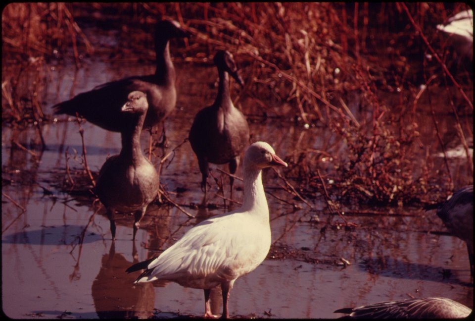 FLOCKS OF BLUE GEESE AND SNOW GEESE STOP AT THE SQUAW CREEK NATIONAL WILDLIFE REFUGE NEAR MOUND CITY, MISSOURI, AT THE NORTHWEST CORNER OF THE STATE. THE REFUGE IS APPROXIMATELY 6,000 ACRES IN SIZE AN