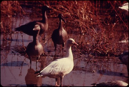 FLOCKS OF BLUE GEESE AND SNOW GEESE STOP AT THE SQUAW CREEK NATIONAL WILDLIFE REFUGE NEAR MOUND CITY, MISSOURI, AT THE NORTHWEST CORNER OF THE STATE. THE REFUGE IS APPROXIMATELY 6,000 ACRES IN SIZE AN