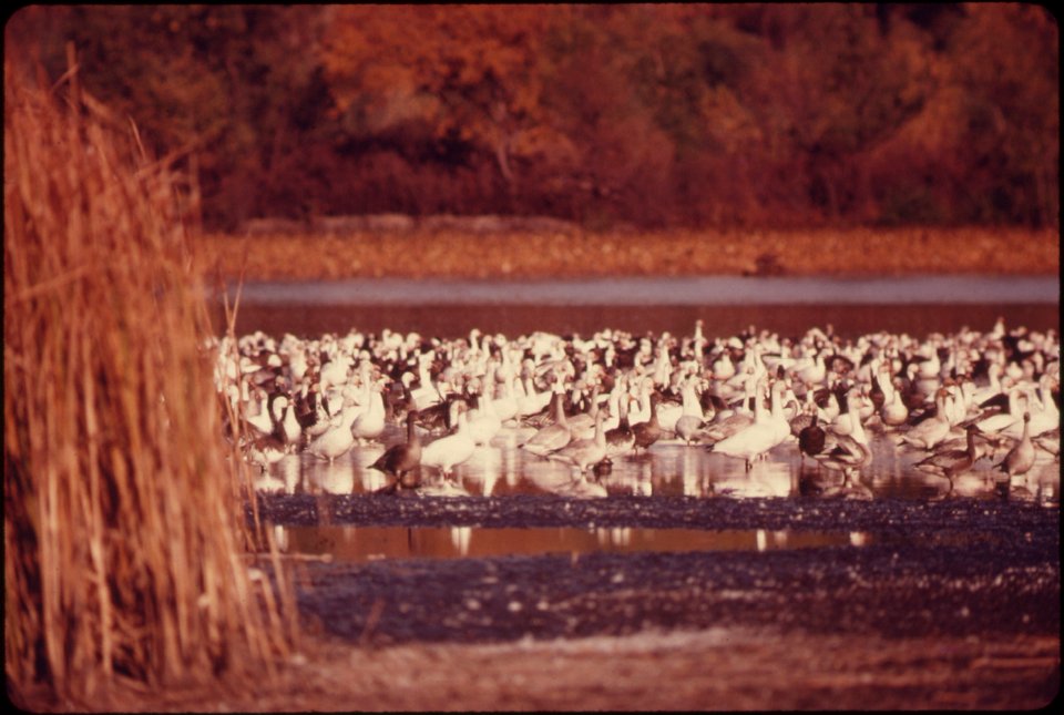FLOCKS OF BLUE GEESE AND SNOW GEESE STOP AT THE SQUAW CREEK NATIONAL WILDLIFE REFUGE NEAR MOUND CITY, MISSOURI, AT THE NORTHWEST CORNER OF THE STATE. THE REFUGE IS APPROXIMATELY 6,000 ACRES AND A MAJO