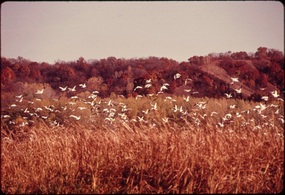 FLOCKS OF BLUE GEESE AND SNOW STOP AT THE SQUAW CREEK NATIONAL WILDLIFE REFUGE NEAR MOUND CITY, MISSOURI, AT THE NORTHWEST CORNER OF THE STATE. THE REFUGE IS APPROXIMATELY 6,000 ACRES AND A MAJOR STOP
