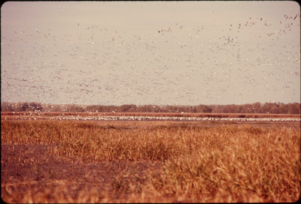 FLOCKS OF BLUE GEESE STOP AT THE SQUAW CREEK NATIONAL WILDLIFE REFUGE NEAR MOUND CITY, MISSOURI, AT THE NORTHWEST CORNER OF THE STATE. THE REFUGE IS APPROXIMATELY 6,000 ACRES AND A MAJOR STOPOVER ON T
