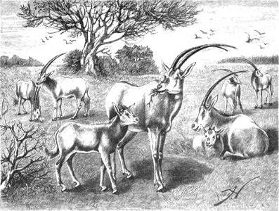 Die Gartenlaube