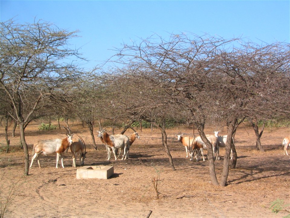 Oryx dammah à la réserve de Guembeul (Sénégal)