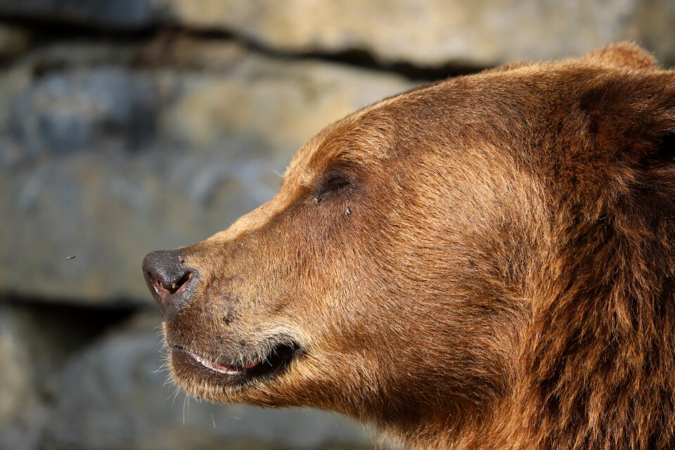 Animals bear wild