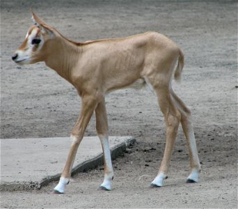 Oryx Dammah Baby