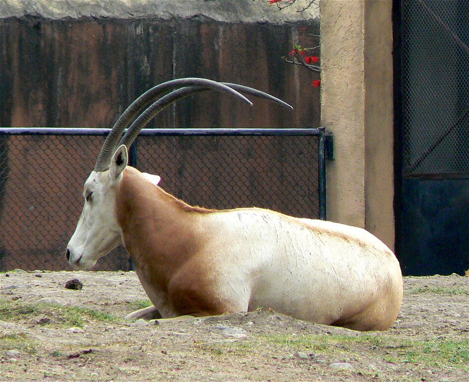 Oryx from the zoo in mexico city