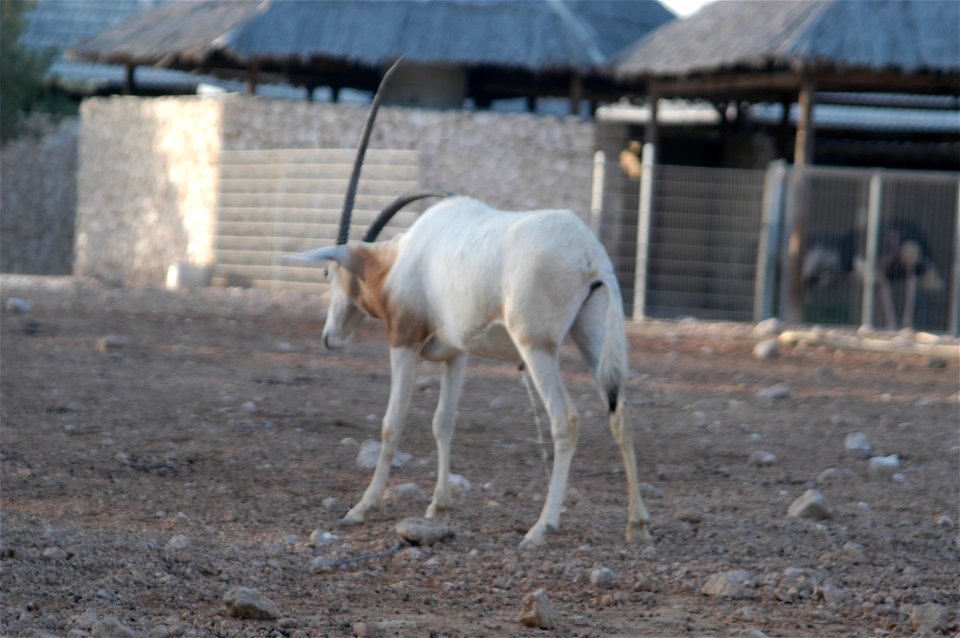 Arabian Oryx at Doha Zoo taking a leak