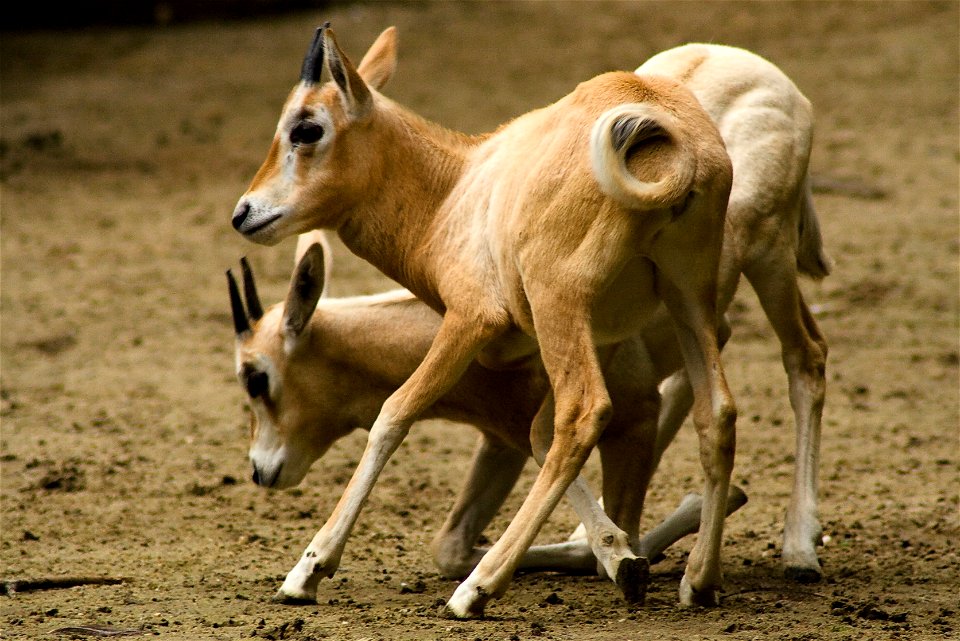 2 young Scimitar Oryxs
