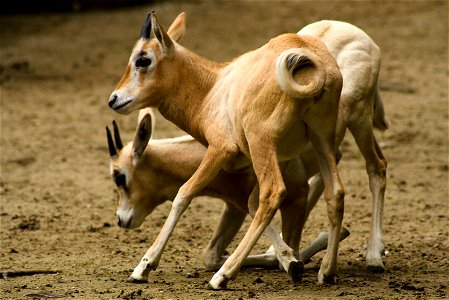 2 young Scimitar Oryxs
