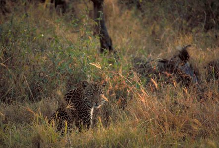 Image title: African leopard panthera pardus
Image from Public domain images website, http://www.public-domain-image.com/full-image/fauna-animals-public-domain-images-pictures/cheetahs-leopards-jaguar