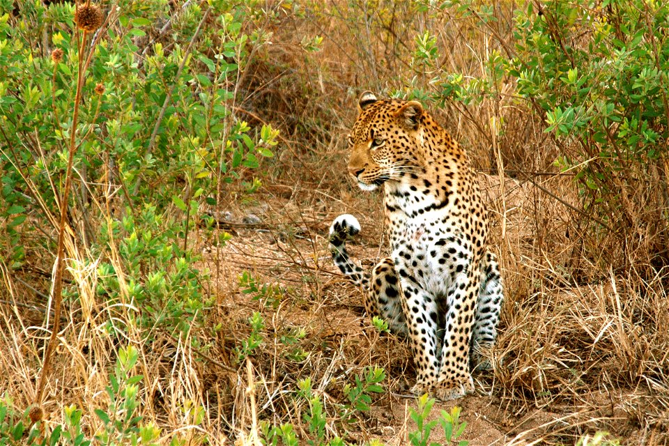 a leopard in the Krugerpark
