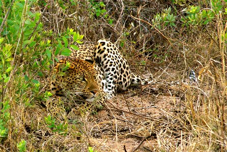 a leopard in the Krugerpark