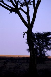 Leopard sleeping in tree. Taken on safari in Tanzania. photo