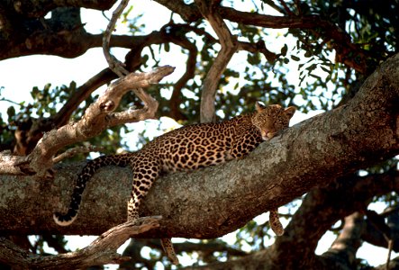 Leopard relaxing on a tree.