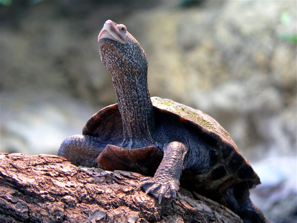 Diamondback Terrapin