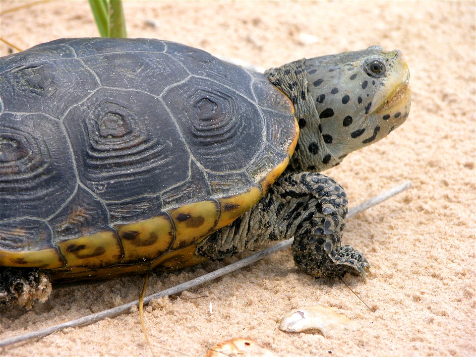The Grand Bay National Estuarine Research Reserve is researching the diamondback terrapin turtle, whose habitat is likely to be inundated as the sea rises. Photo by Christina Mohrmann/Grand Bay NERR.