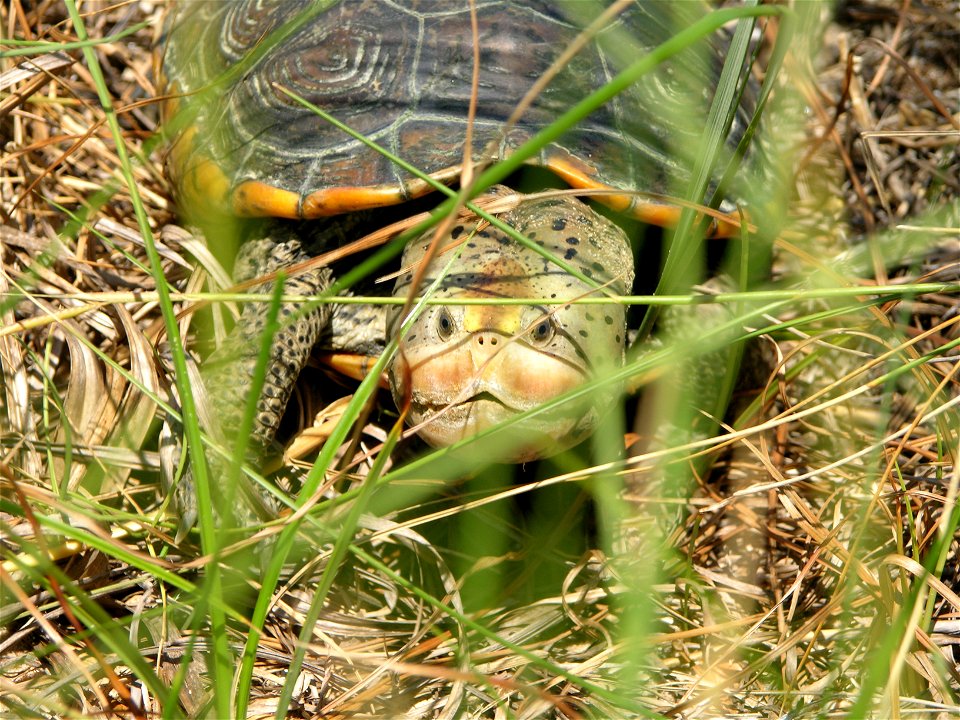 The Grand Bay National Estuarine Research Reserve is researching the diamondback terrapin turtle, whose habitat is likely to be inundated as the sea rises. Photo by Christina Mohrmann/Grand Bay NERR.