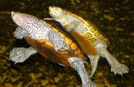 Diamondback Terrapins - Malaclemys terrapin