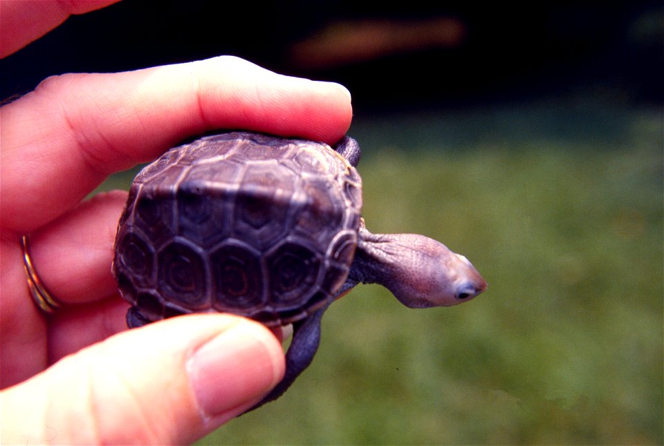 Baby Diamondback turtle.
