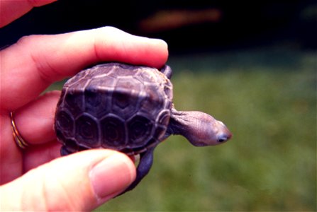 Baby Diamondback turtle. photo