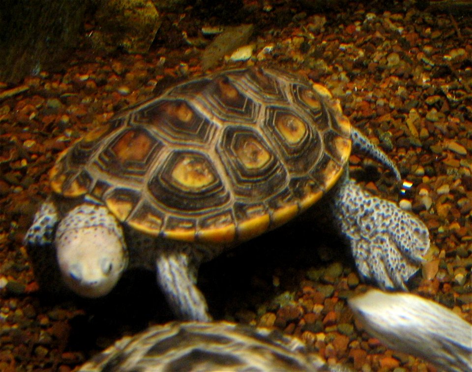 Malaclemys terrapin (Diamondback Terrapin)
