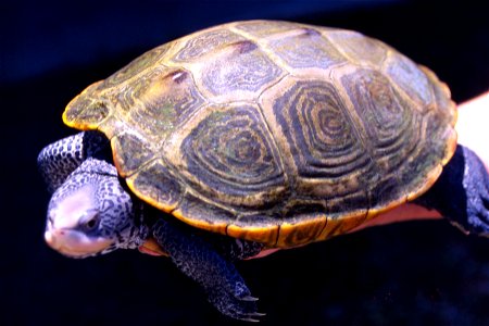 Adult female Diamondback turtle being balanced on a NOAA employee's arm.