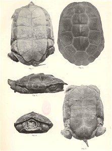 Malaclemys terrapin syn. Malaclemmys centrata concentrica

 Malaclemmys centrata concentrica, female. Figs. 1-4, an individual 7 1/2 inches long, from Chesapeake Bay. Fig.5, an individual 5 1/2 inches