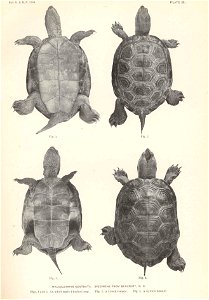 Malaclemys terrapin syn. Malaclemmys centrata Malaclemmys centrata. Specimens from Beaufort, N. C. Figs. 1 and 2, an adult male 4 inches long. Fig.3, a 3-inch femals; fig.4, a 4 1/2-inch female Subj photo