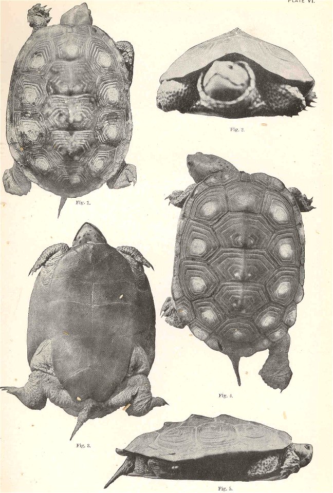 Malaclemys terrapin syn. M. macrospilota

 Malaclemmys macrospilota, Female. Fig.1, an individual about 6 inches long, from Sand Key, Florida. Figs.2-5, an individual 6 1/2 inches long, from the same 