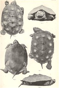 Malaclemys terrapin syn. M. macrospilota

 Malaclemmys macrospilota, Female. Fig.1, an individual about 6 inches long, from Sand Key, Florida. Figs.2-5, an individual 6 1/2 inches long, from the same 