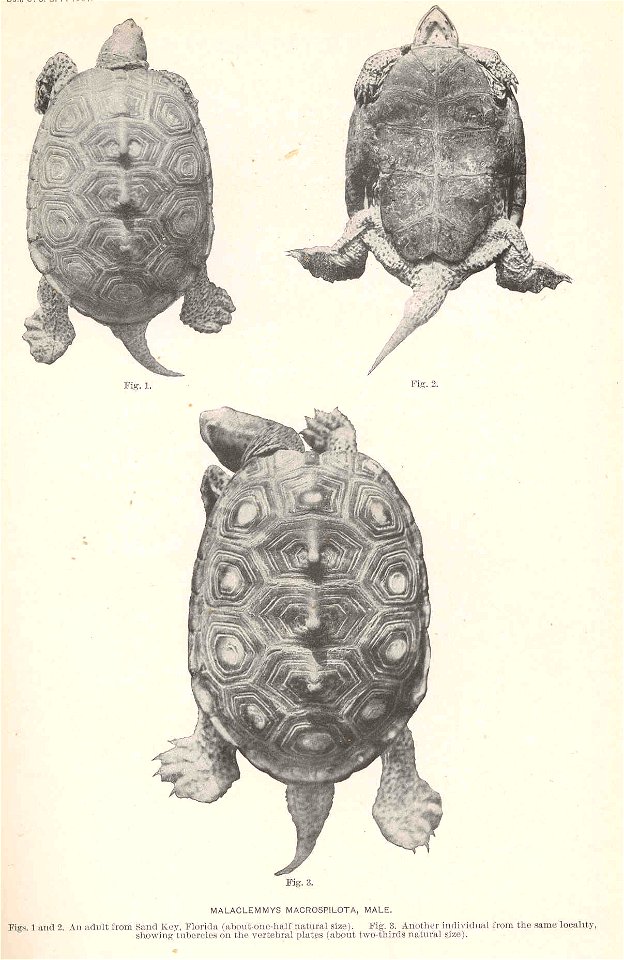 Malaclemys terrapin syn. M. macrospilota

 Malaclemmys macrospilota, Male. Figs. 1 and 2, an adult from Sand Key, Florida.... Fig.3, Another individual from the same locality, showing tubercles on the