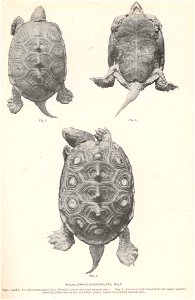 Malaclemys terrapin syn. M. macrospilota

 Malaclemmys macrospilota, Male. Figs. 1 and 2, an adult from Sand Key, Florida.... Fig.3, Another individual from the same locality, showing tubercles on the
