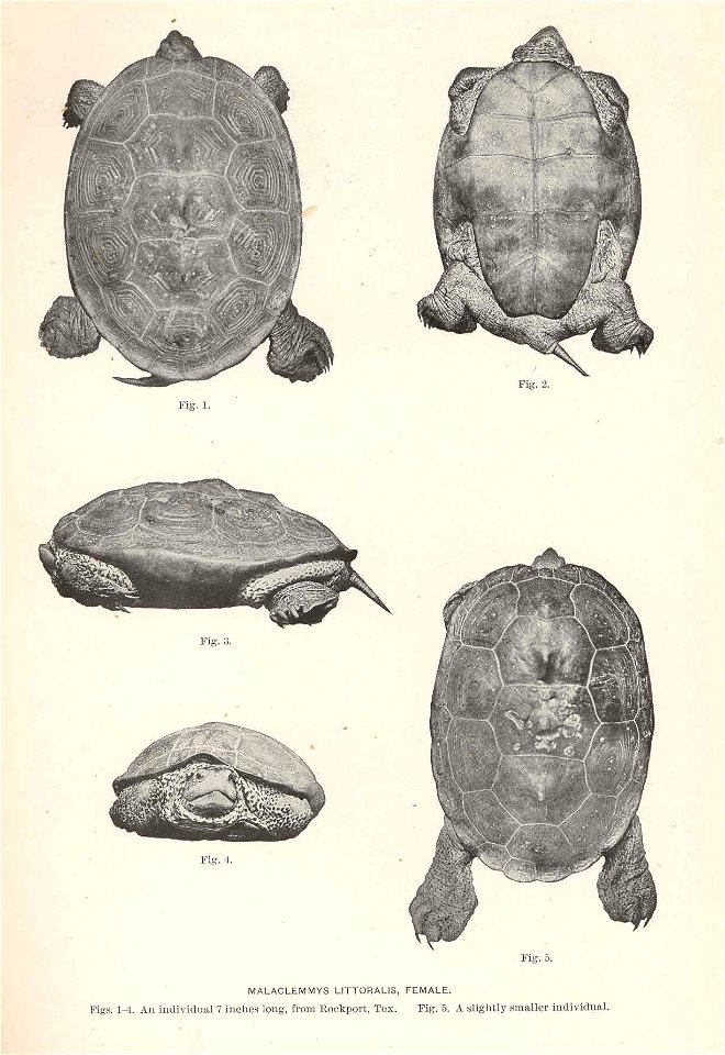 Malaclemys terrapin syn. M. littoralis

 Malaclemmys littoralis, Female. Figs. 1-4, an individual 7 inches long, from Rockport, Tex. Fig.5, a slightly smaller individual
Subject: Turtles, Malaclemmys
