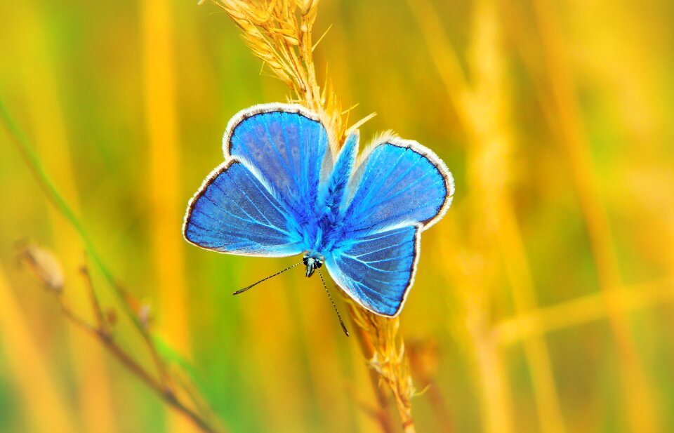 Butterfly day animals nature