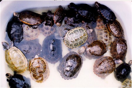 Tub of terrapins - a variety pack of colors, patterns, and sizes. Maryland, Chesapeake Bay. photo