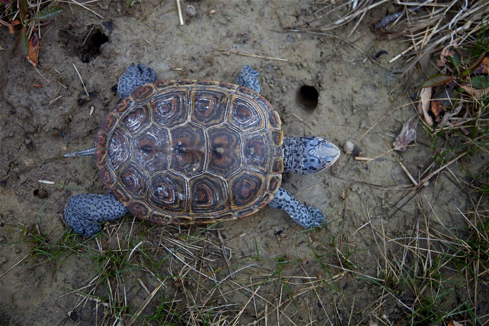 Image title: Malaclemys terrapin diamondback terrapin turtle animal
Image from Public domain images website, http://www.public-domain-image.com/full-image/fauna-animals-public-domain-images-pictures/r