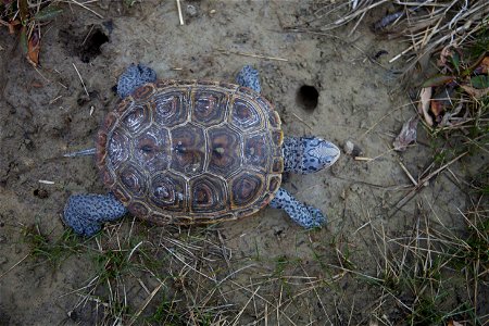 Image title: Malaclemys terrapin diamondback terrapin turtle animal
Image from Public domain images website, http://www.public-domain-image.com/full-image/fauna-animals-public-domain-images-pictures/r