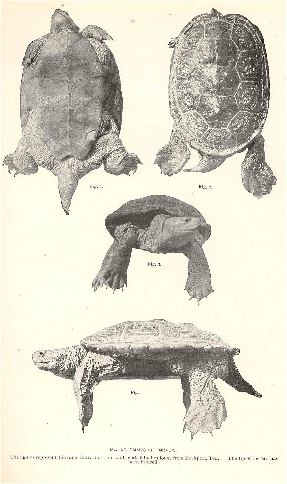 Malaclemys terrapin syn. M. littoralis

 Malaclemmys littoralis. The figures represent the same individual, an adult male 5 inches long, from Rockport, Tex. The tip of the tail has been injured
Subjec