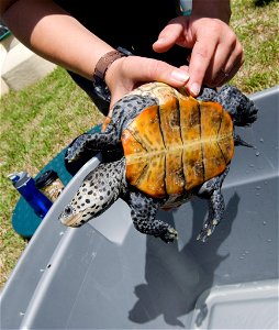 The Grand Bay National Estuarine Research Reserve is researching the diamondback terrapin turtle, whose habitat is likely to be inundated as the sea rises. Photo by Tom Carlisle.