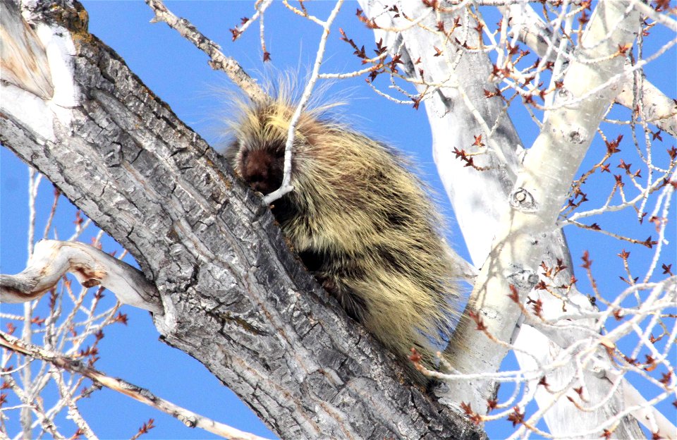 The prickliest of rodents, porcupines are good climbers and spend much of their time in trees. This porcupine spent the better part of a day in a tree near the McBride Management Area of the National 