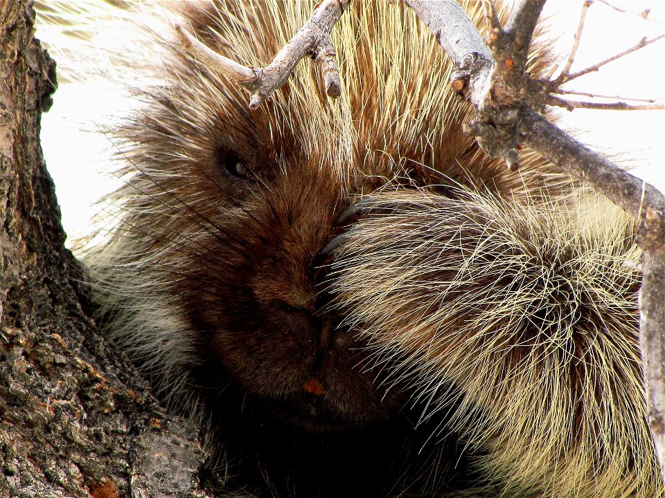 This porcupine was taking a nap until a USFWS biologist with a camera showed up.
Photo taken in the Kansas Partners for Fish and Wildlife Southwest Prairie Focus Area.
Credit: Tony Ifland / USFWS

Pho