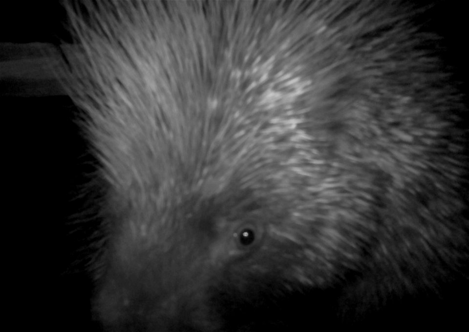 Three critter cams were set up in the Juniper Dunes Wilderness Area in eastern Washington from June 24 until Aug. 18, 2015. While many species came to check out the water stations we did have some ham