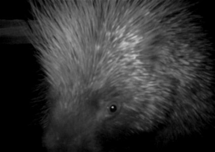 Three critter cams were set up in the Juniper Dunes Wilderness Area in eastern Washington from June 24 until Aug. 18, 2015. While many species came to check out the water stations we did have some ham