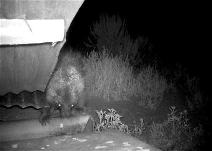 Three critter cams were set up in the Juniper Dunes Wilderness Area in eastern Washington from June 24 until Aug. 18, 2015. While many species came to check out the water stations we did have some ham