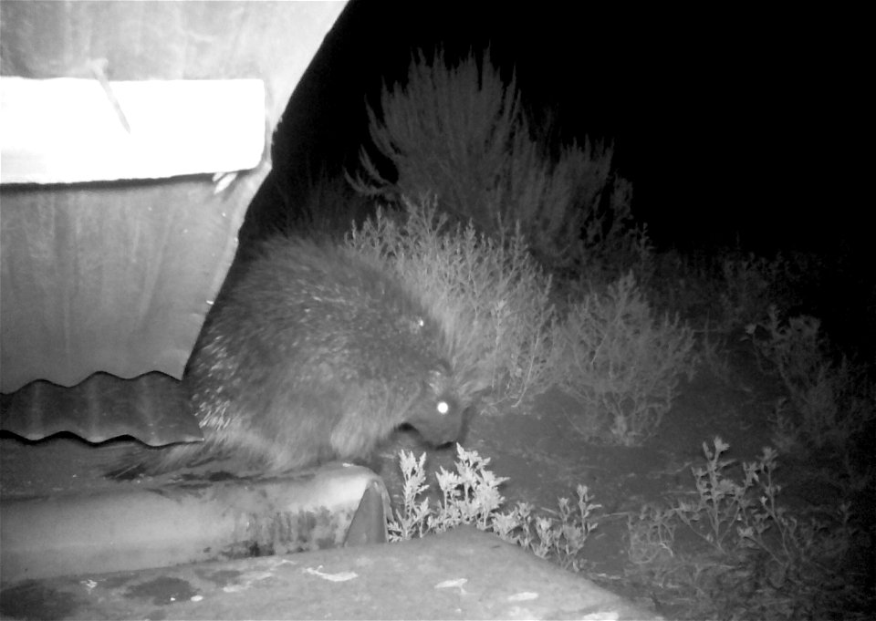 Three critter cams were set up in the Juniper Dunes Wilderness Area in eastern Washington from June 24 until Aug. 18, 2015. While many species came to check out the water stations we did have some ham